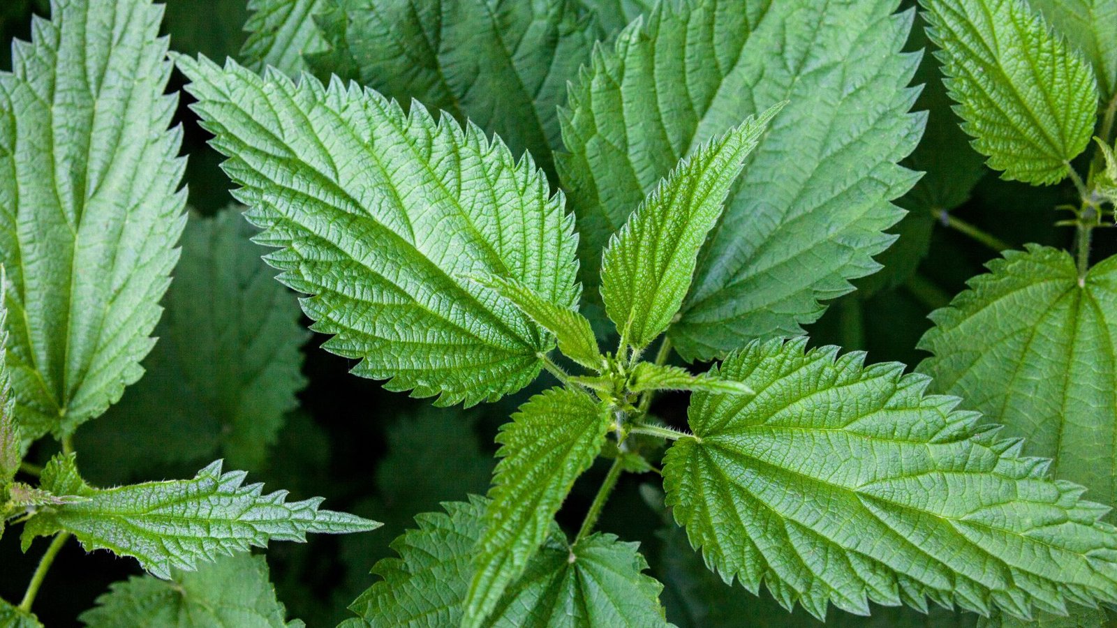 Fleurs d'ortie blanche sauvage