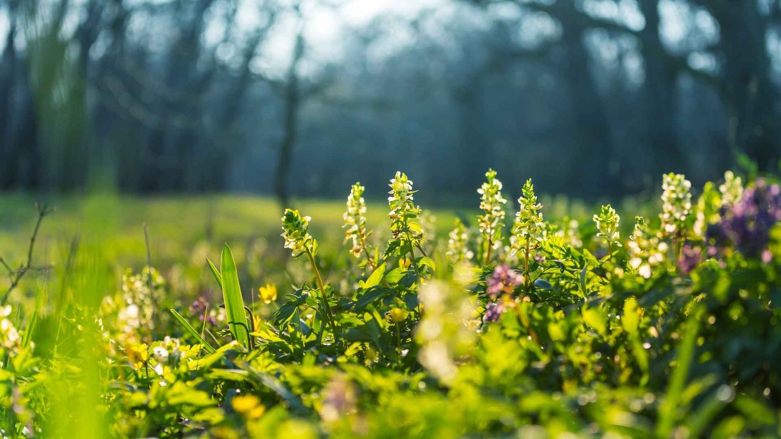 Illustration de l'approche de cueillette